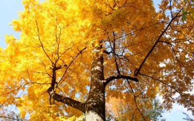 L’automne est arrivé !