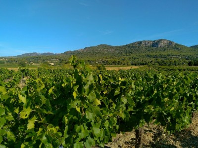 Vignes St Hippolyte Le Graveyron 400x300 route des vins