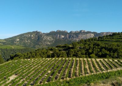 Vignes - AOC Beaumes de Venise - Dentelles de Montmirail